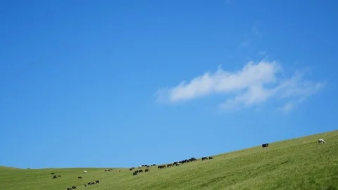 Time-lapse scenery with animals walking. Cows and horses graze on the moon, clou Stock Footage