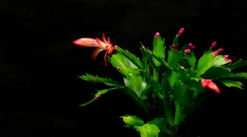 Time lapse of Schlumbergera cactus on black background Stock Footage 59940040