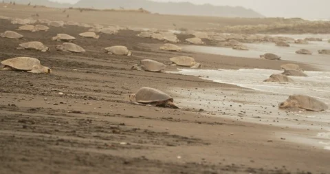 Time-lapse of sea turtles walking on the beach Stock Footage 109363458