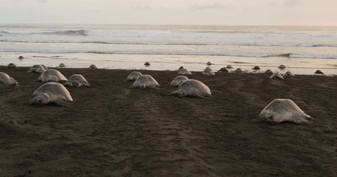 Time-lapse of sea turtles walking on the beach Stock Footage 109363677