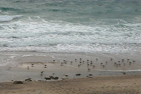 Time Lapse of a seagulls on the beach Видео 116137