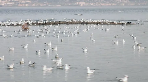 Time Lapse  seagulls floating Stock Footage 34405714