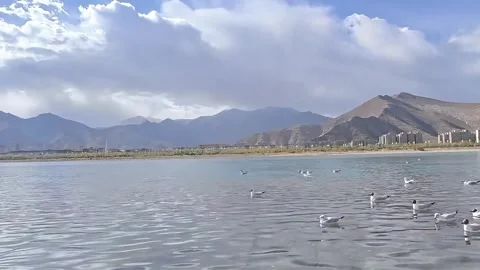 Time lapse of seagulls on Lhasa River with mountains Tibet China Stock-Footage 333776852