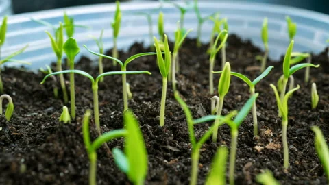 Time lapse seedlings of bell pepper. Stockbeeldmateriaal 103577355
