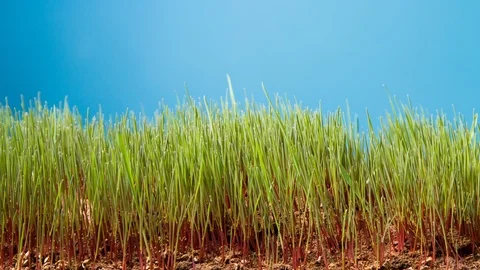 Time lapse of seeds germinating and growing on blue background Stock Footage 102413751