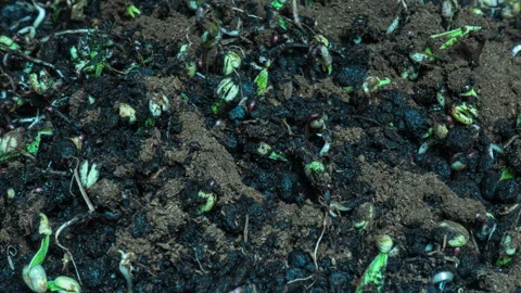 Time Lapse of Seeds Germinating in Soil with Sprouting Seedlings and Organic Stock Footage 336013368