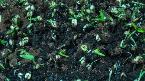 Time Lapse of Seeds Germinating in Soil with Sprouting Seedlings and Organic Gro Video stock 337224163