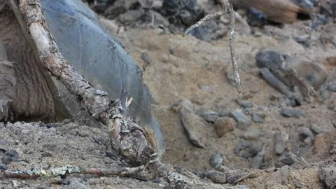 Time-Lapse Sequence of Snapper Digging Through Firepit Ash Bed Stock Footage 325633844