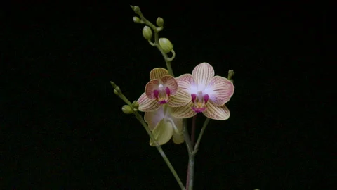Time-lapse Sequence of a White and Purple Orchid Opening a Flower Stock Footage 231805645
