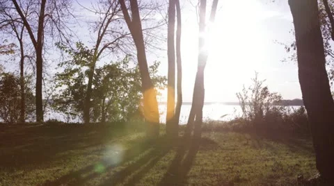 Time lapse setting sun casts glow through moving shadows of trees Stock Footage 12162908
