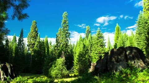 Time Lapse - shadow moving in the forest Stock Footage 49089477