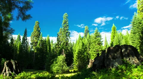 Time lapse- Shadow moving in the sequoia forest at Sequoia National Park Stock Footage 47039432