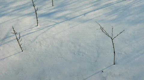 Time lapse shadow of trees Vídeos de archivo 748329
