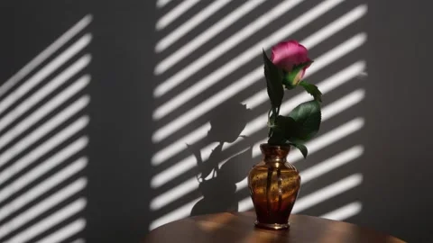 Time lapse. Shadow of a venetian blind with a single pink rose on a plain wall Stock Footage 174222278