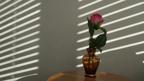 Time lapse. Shadow of a venetian blind with a single pink rose on a plain wall Stock Footage 174222282