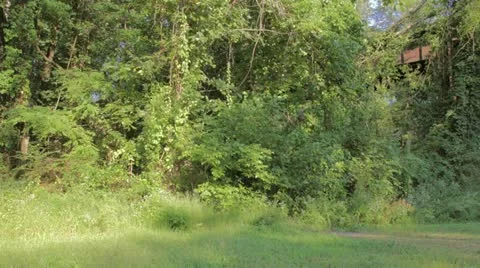 Time Lapse of the shadows on Trees Stock Footage 12030370