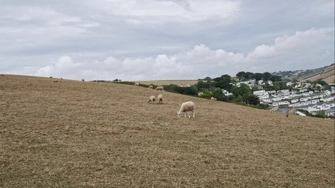 Time lapse of sheep eating grass in a field 스톡 동영상 115402289