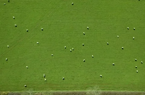 Time lapse sheep grazing in a field 스톡 동영상 234178937