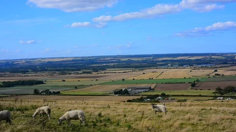 Time lapse sheep grazing in ryedale summertime yorkshire uk Stock Footage 116166973