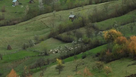 Time lapse of sheep moving on a hill Stock Footage 77017362