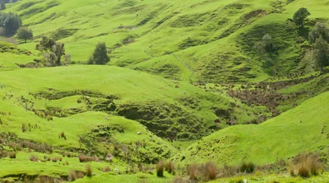 Time Lapse sheeps grazing in New Zealand Stock Footage 34166350