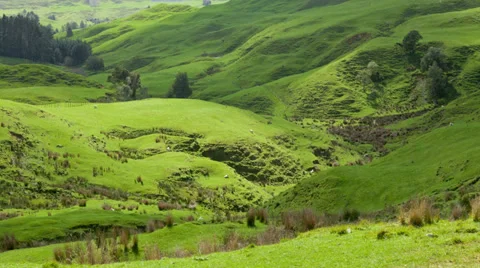 Time Lapse sheeps grazing in New Zealand Stock Footage 34166433
