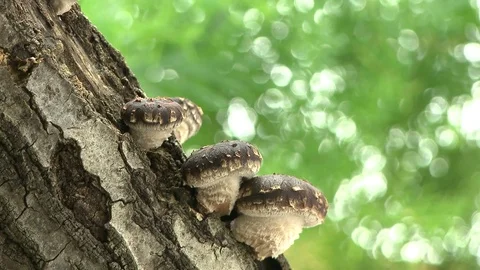 Time-lapse of Shiitake Mushroom growing on a tree trunk Stock Footage