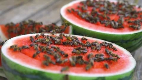 A time-lapse shot of bees eating fresh watermelon. Stock Footage 342281478
