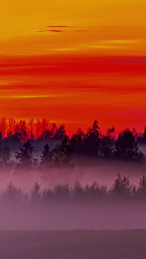 Time lapse shot capturing trails of wind passing through a silhouette forest Stock Footage 317625296