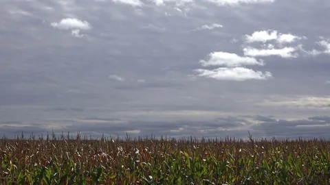 Time lapse shot of dark clouds moving over a farm cornfield in the Midwest. Vidéo 83283305