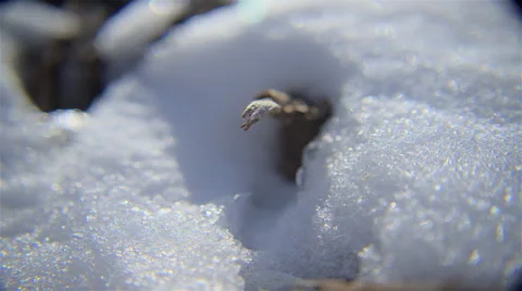 Time-lapse shot of extreme close-up of snow melting on plant somewhere in Utah Stock Footage 52328192