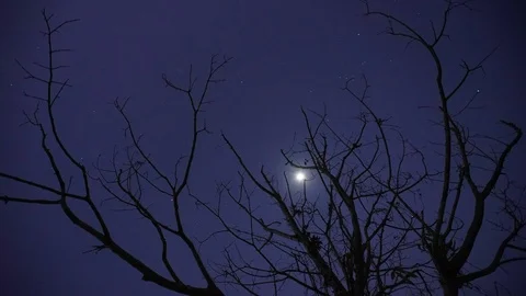 Time lapse shot of full moon moving pass a death tree branch Stock Footage 87219998