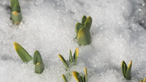 Time-Lapse shot of melting snow Stock Footage 111180078