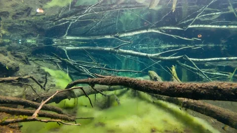 Time-lapse shot of plankton moving in clear-watered spring pool Stock Footage 157018419
