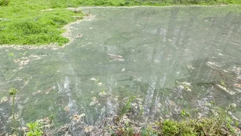 Time-lapse shot of pollen moving on water surface Stock Footage 266490896