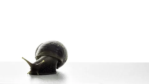Time-lapse shot of a River snail walking against a white background. Stock Footage 338442877