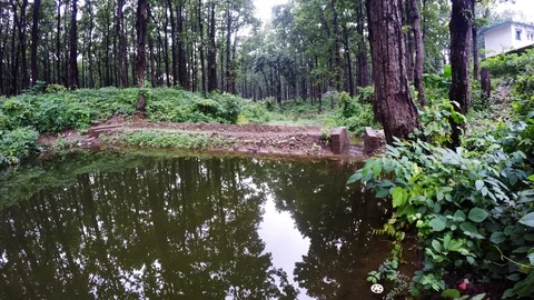 Time lapse shot of Sal forest. Stock Footage 109611428