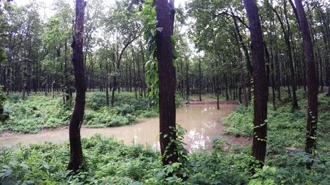 Time lapse shot of Sal forest. Stock Footage 109611754
