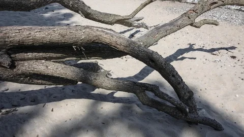 Time-lapse shot of the shadows of branches lying on the beach. Stock Footage 95918537