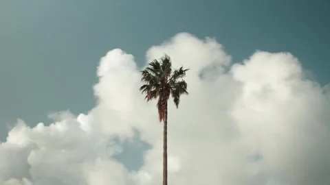 Time lapse shot Single palm tree and clouds motion Stock Footage 241748287