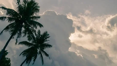 Time lapse shot Single palm tree and clouds motion on blue sky, summer sunn.. Vídeo Stock 277400247