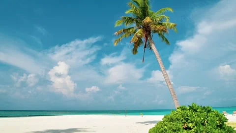Time lapse shot Single palm tree and clouds motion on blue sky, summer sunn.. Stock-Footage 309302802