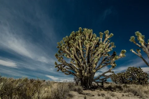 Time lapse shot of trees growing on field against starry sky Stock Footage 96224567