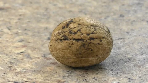 Time-lapse shot of a walnut cracked with a hammer. Stock Footage 158916436