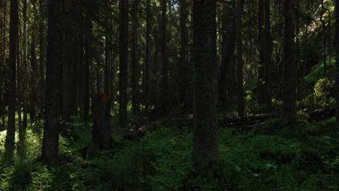 Time lapse shot of windy spruce forest with altering wind and sunlight Stock Footage 154325063