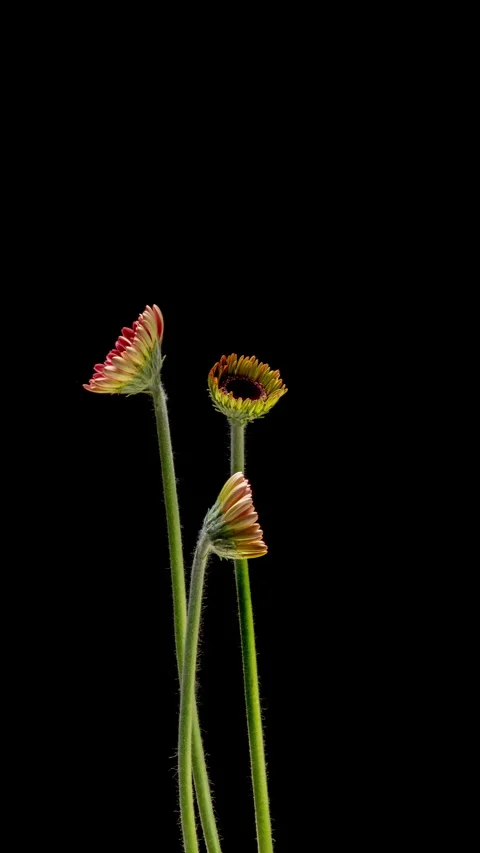 Time lapse showing gerbera flower growth and transformation as petals open and Stock Footage 335313473