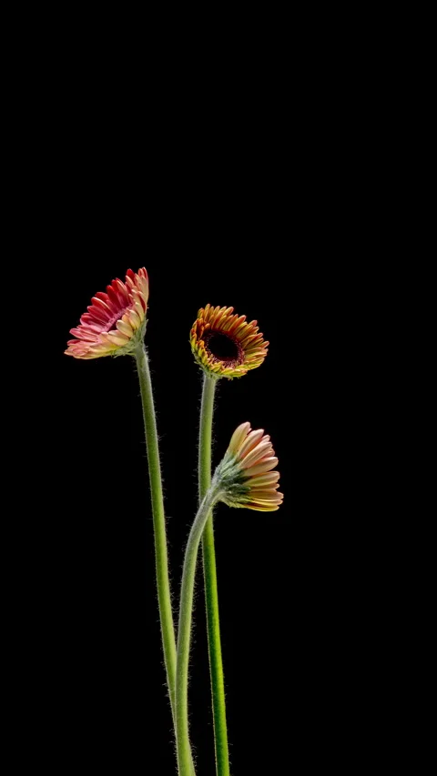 Time lapse showing gerbera flower growth and transformation as petals open... Stock Footage 340198594