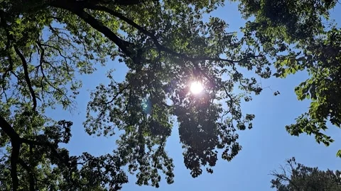 Time lapse showing the sun rising over the tree tops Footage Video stock 247652295