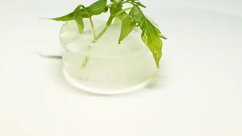 Time-lapse that shows how ice cubes melt with a plant Video stock 115090720