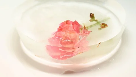Time-lapse that shows how ice cubes melt with a rose Stock Footage 115091014